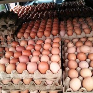 chicken eggs